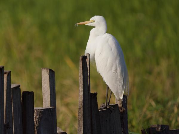 <h3><a href="/trips/gambia/biota/animalia/chordata/aves/015 pelecaniformes/002 ardeidae/egretta intermedia/egretta intermedia-nl.html">Egretta&nbsp;intermedia</a> / Intermediate&nbsp;egret / Middelste&nbsp;zilverreiger</h3>OM-1 Mark II met OLYMPUS M.150-400mm F4.5, 1/2000 sec  bij F4.5, ISO 320, afstand 33.5&nbsp;m